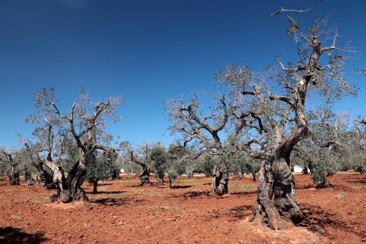 Masseria Conca D'Oro オストゥーニ エクステリア 写真