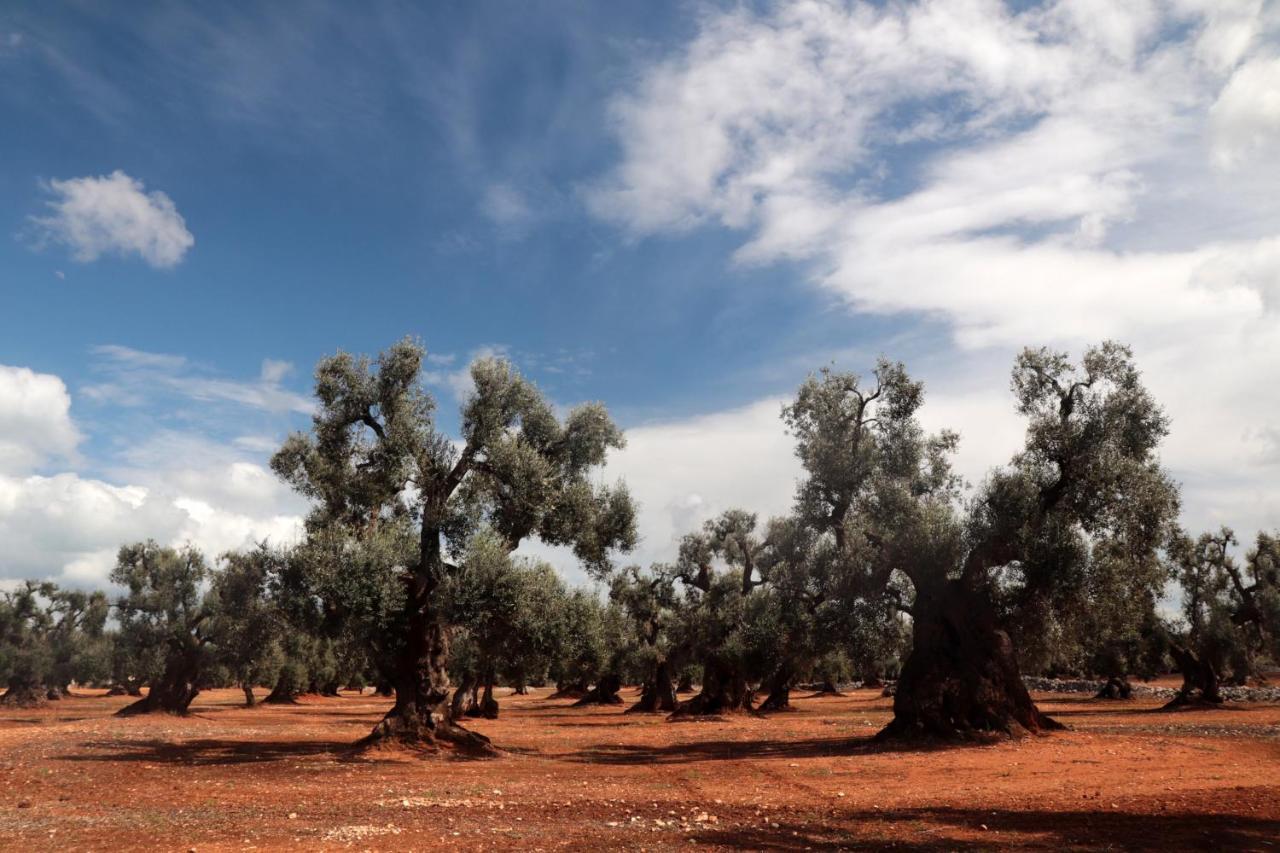 Masseria Conca D'Oro オストゥーニ エクステリア 写真