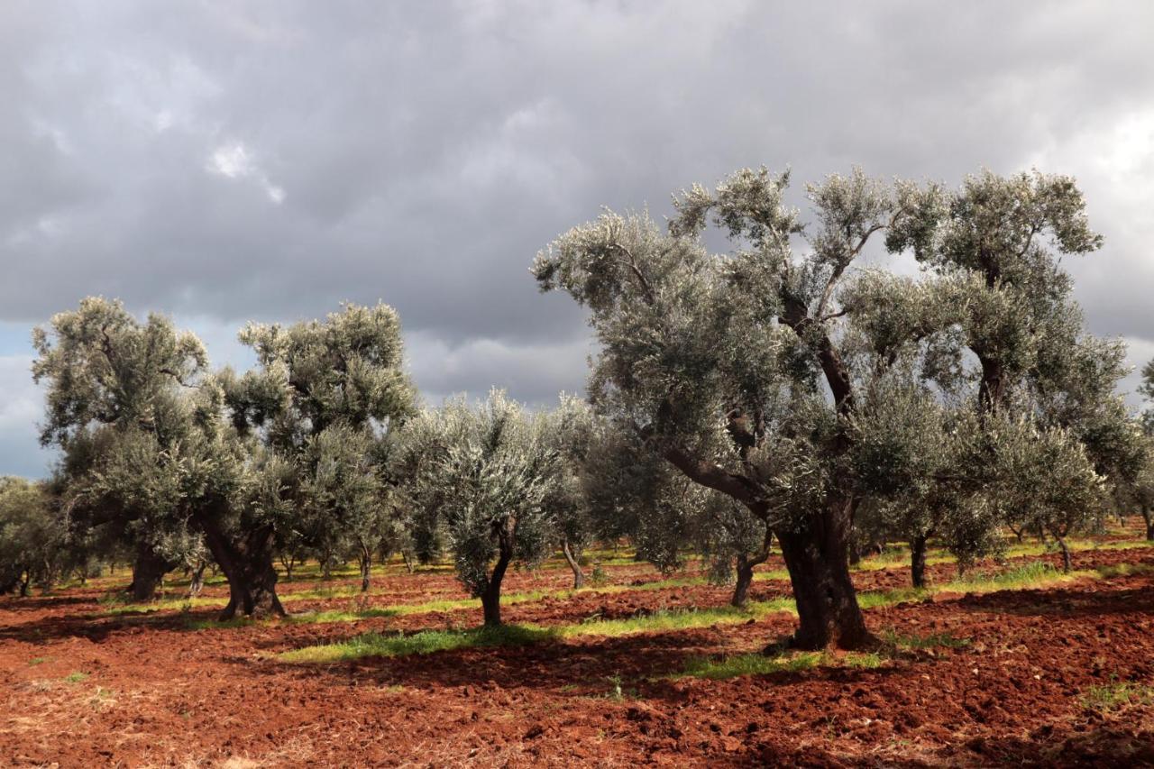 Masseria Conca D'Oro オストゥーニ エクステリア 写真