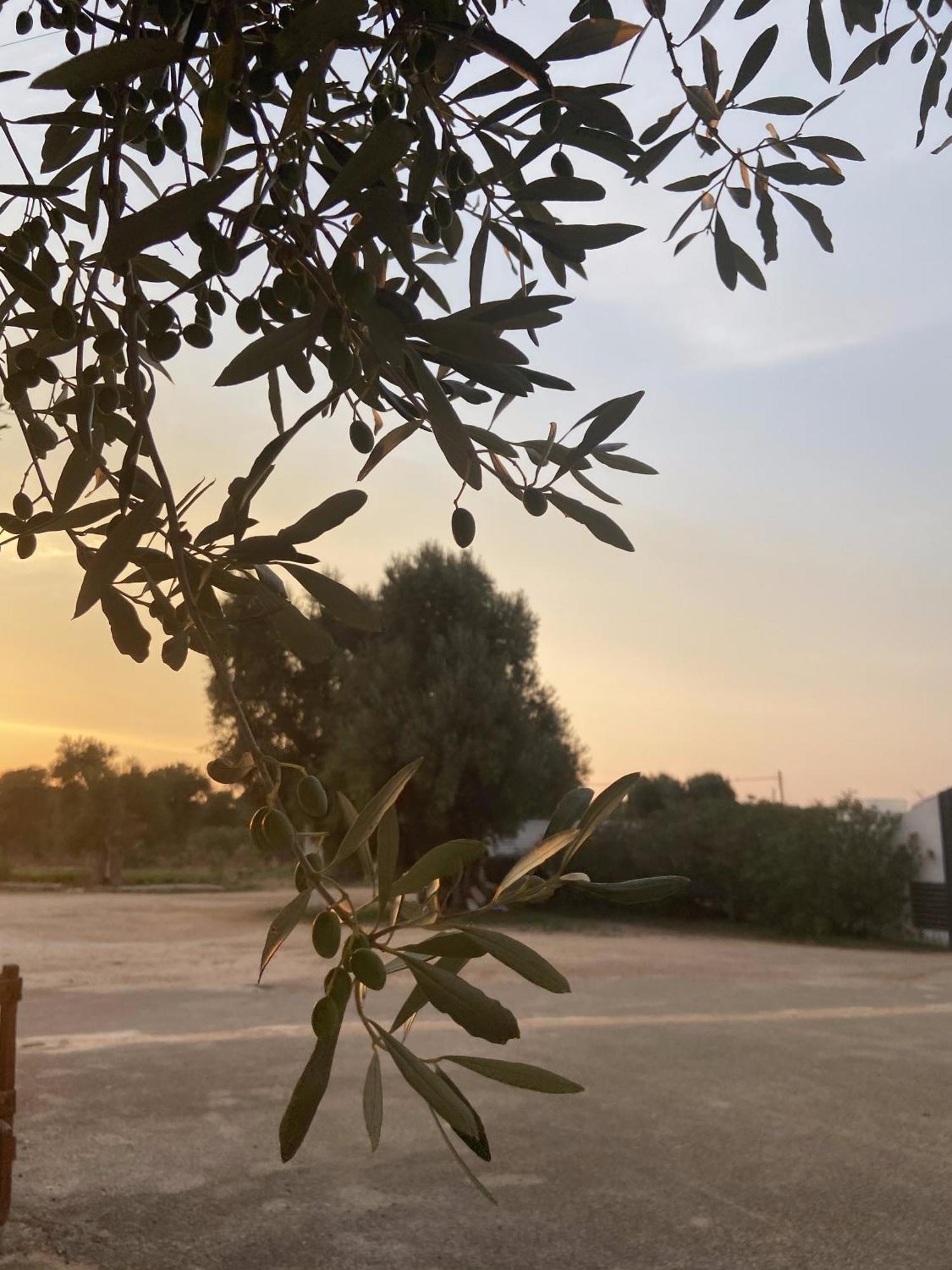 Masseria Conca D'Oro オストゥーニ エクステリア 写真